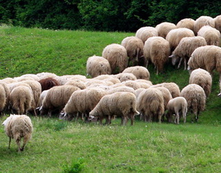 Поголів’я овець і кіз в Україні за сім місяців скоротилося на 4,4%